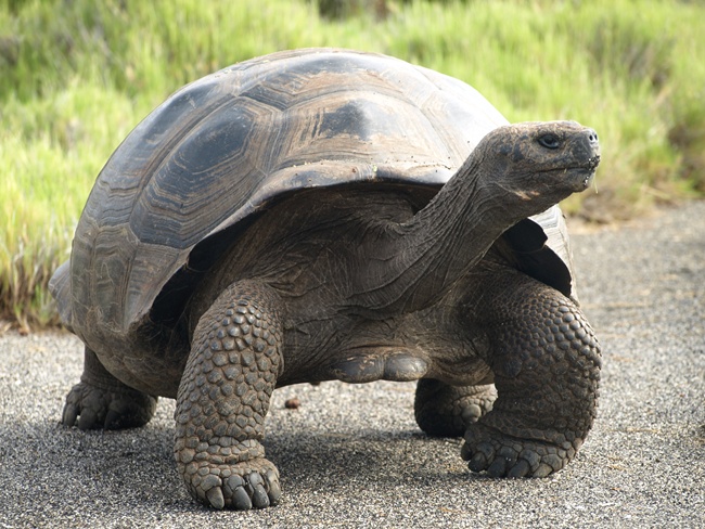 ../../Pictures/050210/070 Riesenschildkroete.JPG